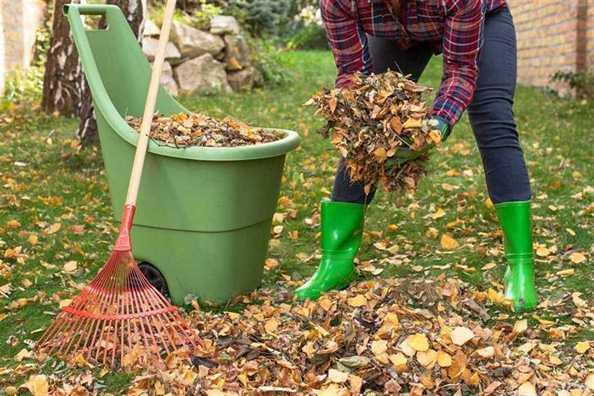 Yard Clean Up